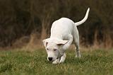 DOGUE ARGENTIN 148
